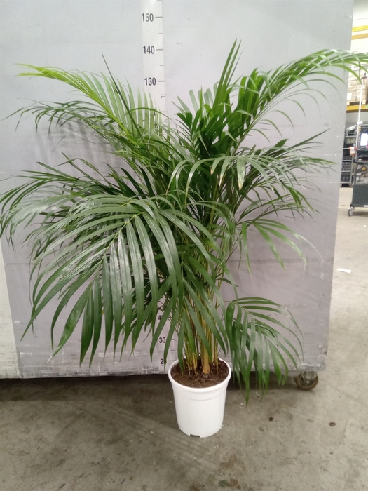 <h4>Dypsis lutescens   ...Chrysalidoca</h4>