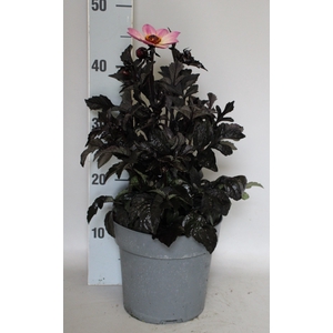 Dahlia 19 cm Donkerblad Rose