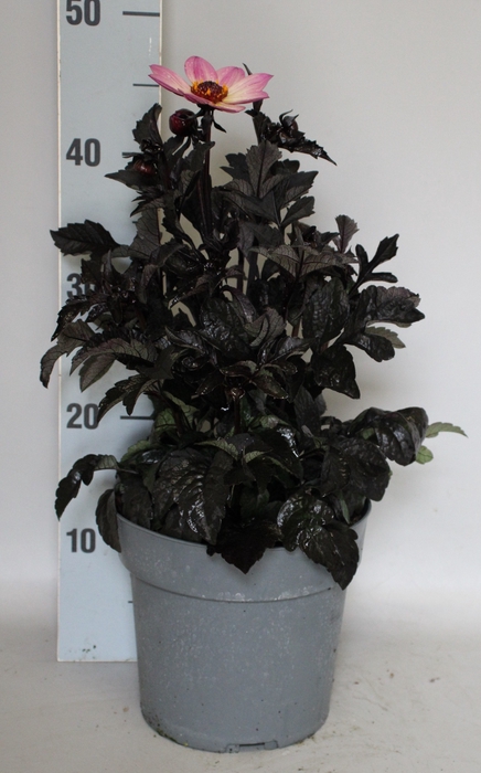 <h4>Dahlia 19 cm Donkerblad Rose</h4>