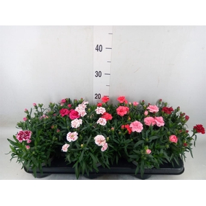Dianthus  'Oscar'   ...mix