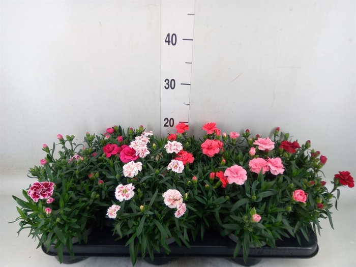<h4>Dianthus 'Oscar' ...mix</h4>