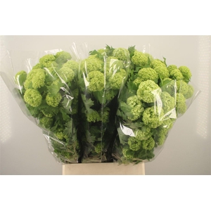 Viburnum Roseum St 4+