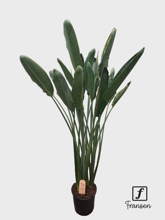 <h4>F Strelitzia Reginae(in knop)</h4>