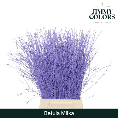 <h4>Betula L60 Milka</h4>