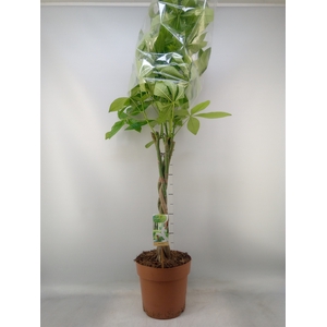 Pachira aquatica