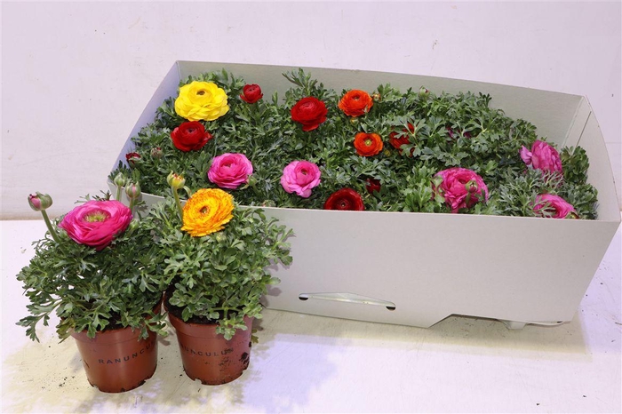 <h4>Ranun Sprink Gem</h4>