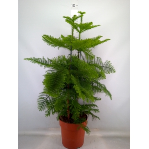 Araucaria heterophylla