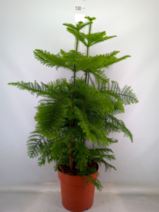 <h4>Araucaria heterophylla</h4>