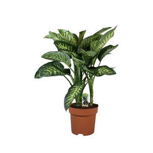 Dieffenbachia Tropic Snow