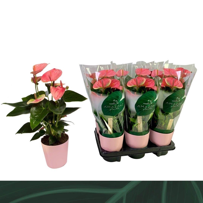 <h4>Anthurium Sweet Dream 12cm roze keramiek</h4>