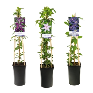 Mixtray Clematis exclusive varieties +light label