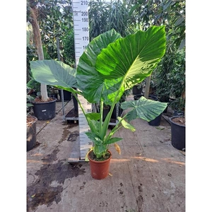 Alocasia Macrorrhiza XL