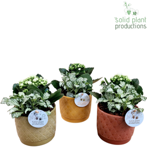 JT004 Ariël Jungle Kalanchoë Fittonia