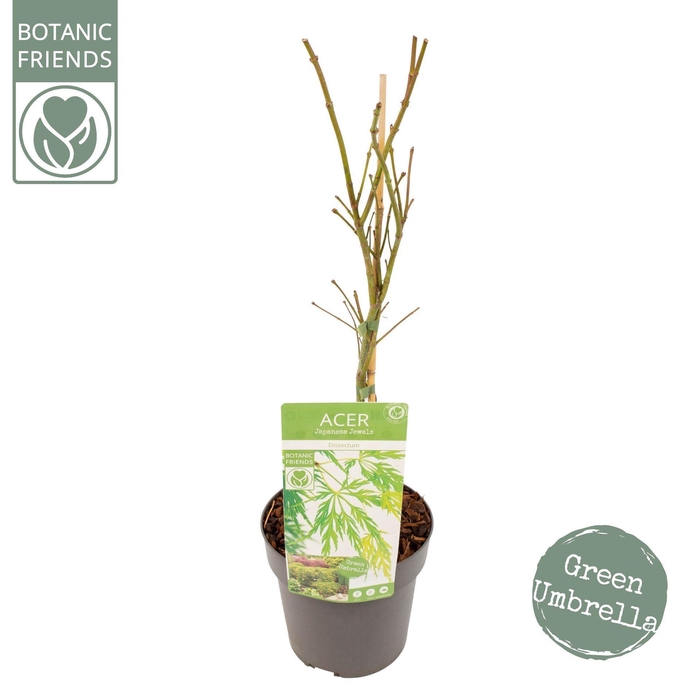 <h4>Acer palmatum Dissectum</h4>