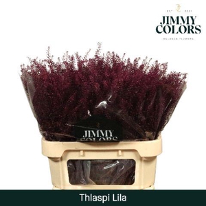 Thlaspi gekleurd Lila