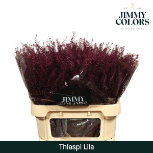 Thlaspi Gekleurd Lila