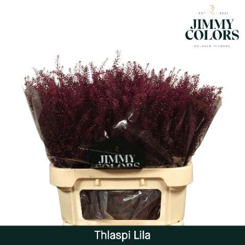 <h4>Thlaspi Gekleurd Lila</h4>