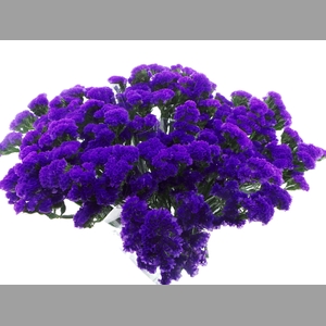 Bouquet Mono Statice Blauw x5 60cm