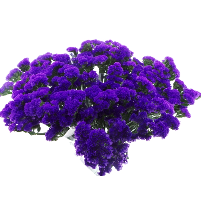 <h4>BQ Mono Statice Blauw x5 60cm</h4>
