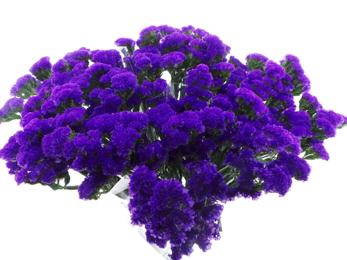 <h4>BQ Mono Statice Blauw x5 60cm</h4>