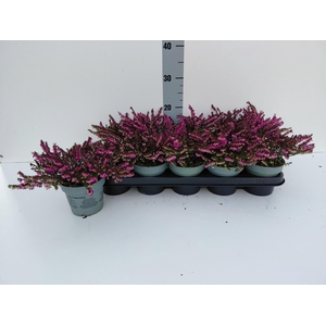 ERIC DA KRAMERS ROTE