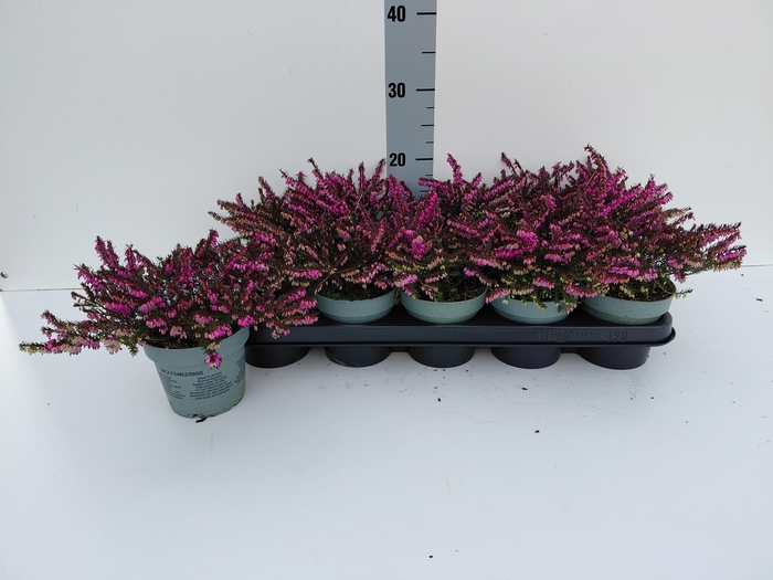 <h4>ERIC DA KRAMERS ROTE</h4>