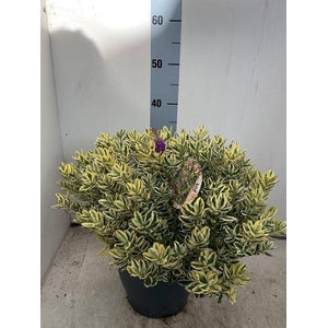 HEBE AND VARIEGATA