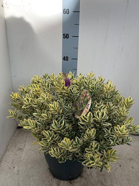 <h4>HEBE AND VARIEGATA</h4>