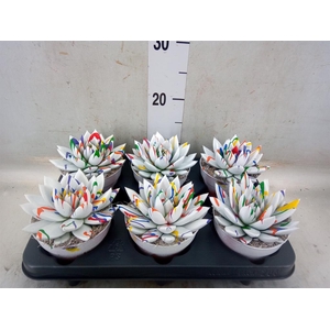 Echeveria  'Miranda'