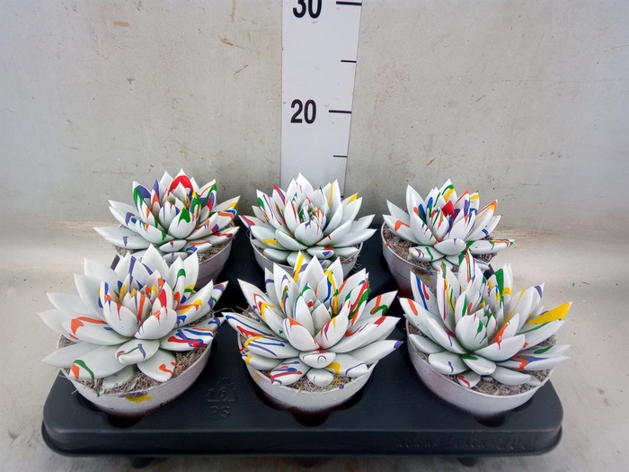 <h4>Echeveria  'Miranda'</h4>