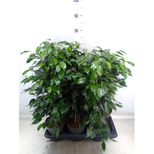 Ficus benja. 'Danielle'