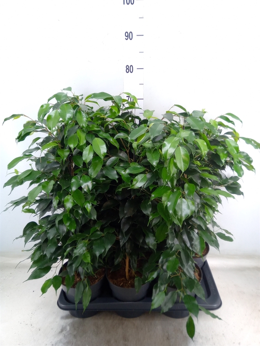 <h4>Ficus benja. 'Danielle'</h4>