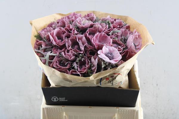 <h4>Anem Powder Milka</h4>