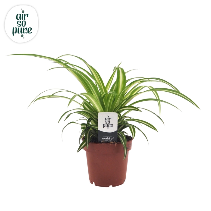 <h4>Chlorophytum 12cm (zonder hoes)</h4>