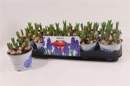 <h4>Muscar Big Smile</h4>