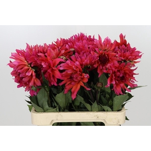 Dahlia Pink Punk