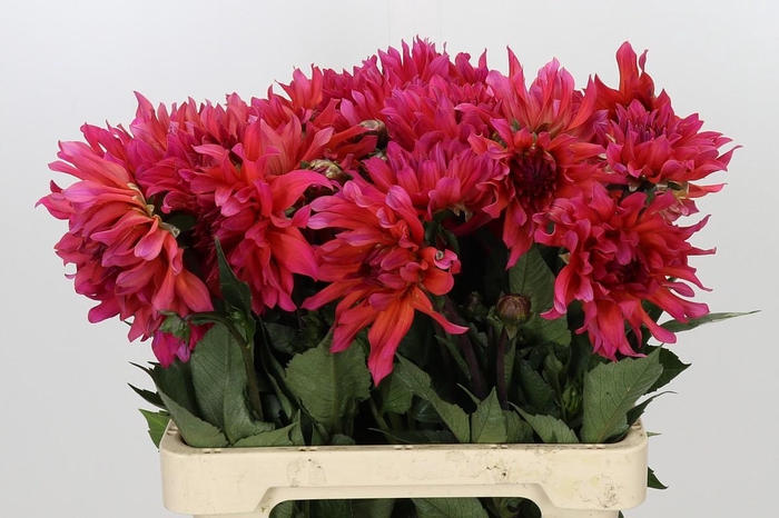 <h4>Dahlia Pink Punk</h4>