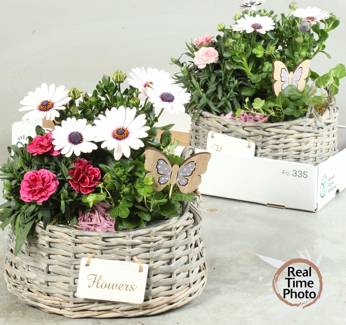 <h4>ARR TUINPLANTEN</h4>