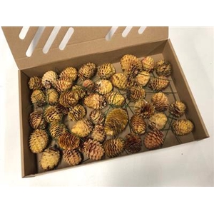 K.LEUC. DECORUM O/DR