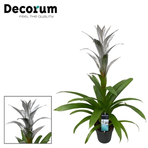 Guzmania Silver (Decorum)