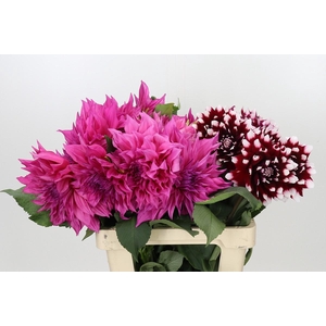 Dahlia Gemengd in fust