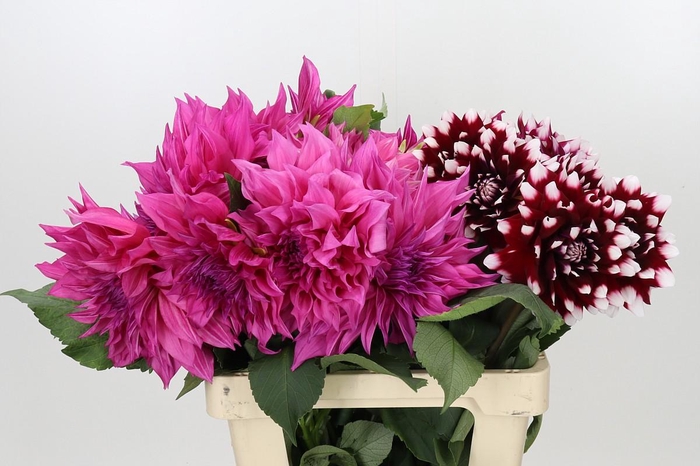 Dahlia Gemengd in fust