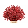 Faggio Preserved Cerise (beech,beuk)