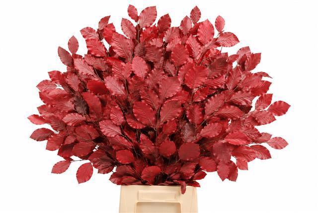 Faggio Preserved Cerise (beech,beuk)