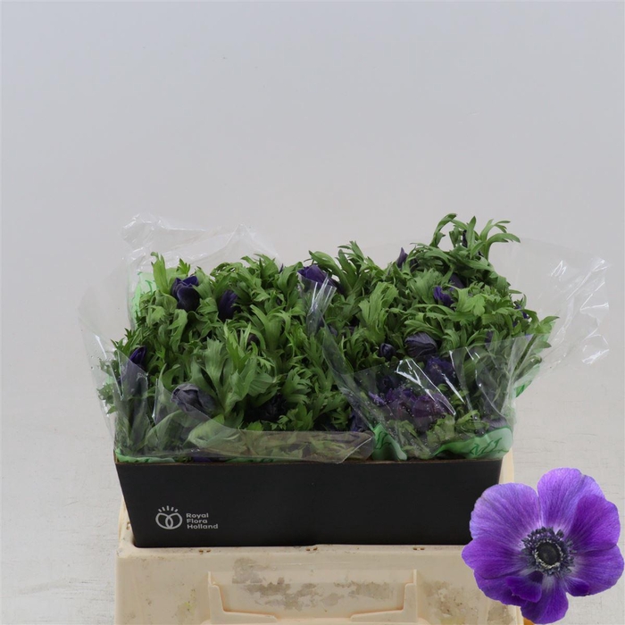 <h4>Anemone Galil Blauw</h4>
