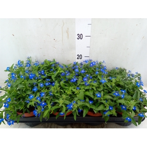 Lobelia richardii