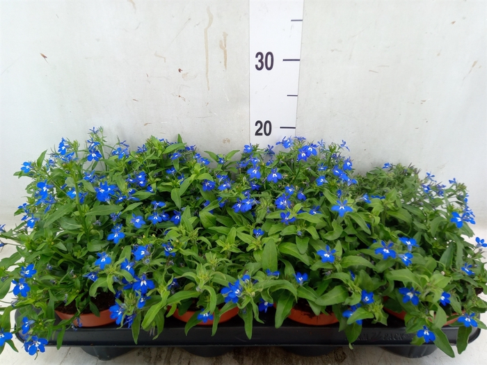 <h4>Lobelia richardii</h4>
