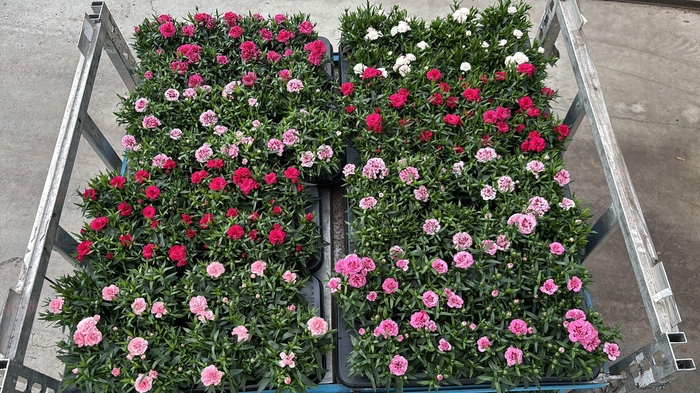 <h4>DIAN OSC GEM</h4>