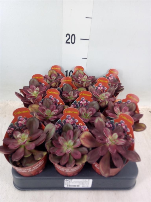 <h4>Echeveria   ...</h4>
