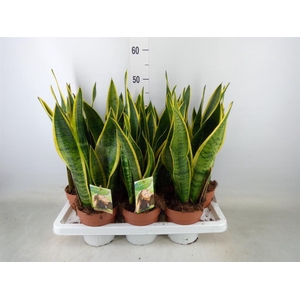 Sansevieria trifa. 'Laurentii'